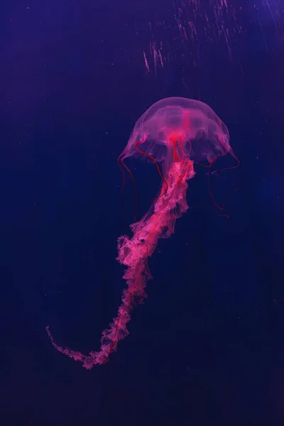 underwater photography of beautiful jellyfish Sanderia malayensis close up