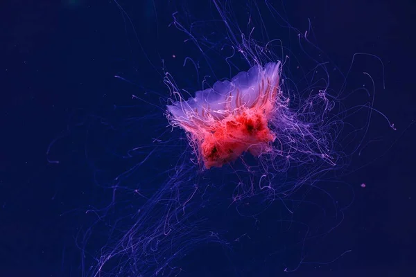 underwater photography of a beautiful lion\'s mane jellyfish cyanea capillata close up