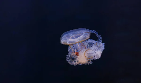 美丽的地中海水母Cotylorhiza Tutuberculosis Ata水下摄影特写 — 图库照片