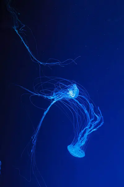 Undervattensfoto Vackra Chrysaora Quinquecirha Närbild — Stockfoto