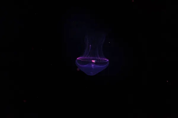 Undervands Fotografering Smukke Eirene Lactoides Jellyfish Nærbillede - Stock-foto