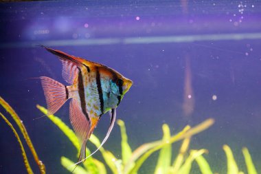 Barbus tetrazona balığının sualtı fotoğrafçılığı