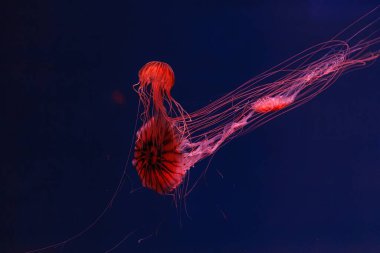 Japon denizanalarının su altı fotoğrafçılığı. Isırgan otu, chrysaora pacifica. Yaklaş.