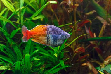 Barbus tito balığının sualtı fotoğrafçılığı