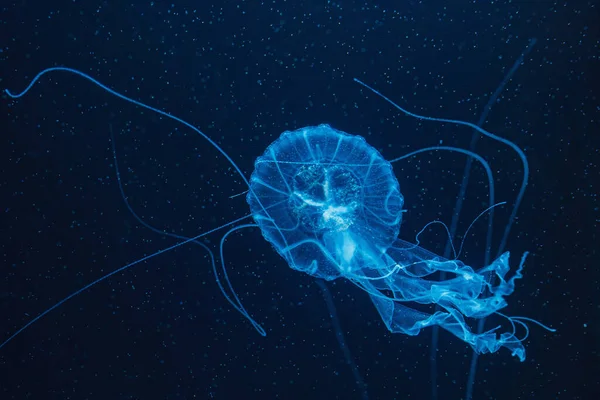 Подводная Фотография Красивой Малайзийской Морской Медузы Chrysaora Chinensis Вблизи — стоковое фото