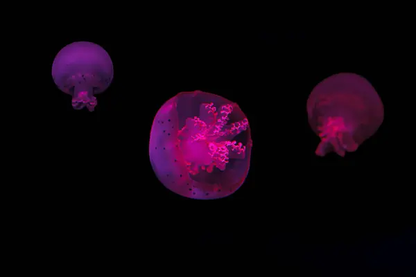 Podwodne Strzelanie Piękne Cannonball Meduzy Zbliżenie — Zdjęcie stockowe