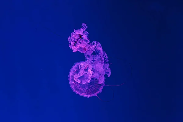아름다운 Chrysaora Hysoscella 가까이 — 스톡 사진