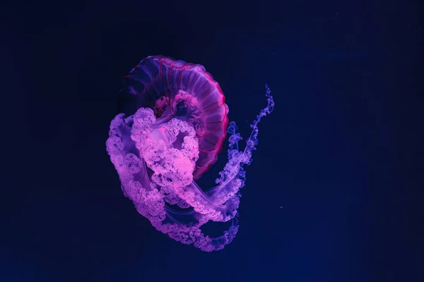 Tiro Bajo Agua Hermosas Medusas Chrysaora Hysoscella Cerca — Foto de Stock