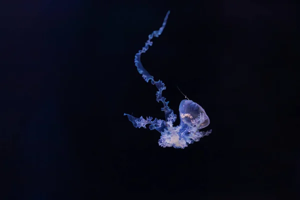 Fotografia Subaquática Bela Medusa Mediterrânea Cotylorhiza Tuberculata Perto — Fotografia de Stock