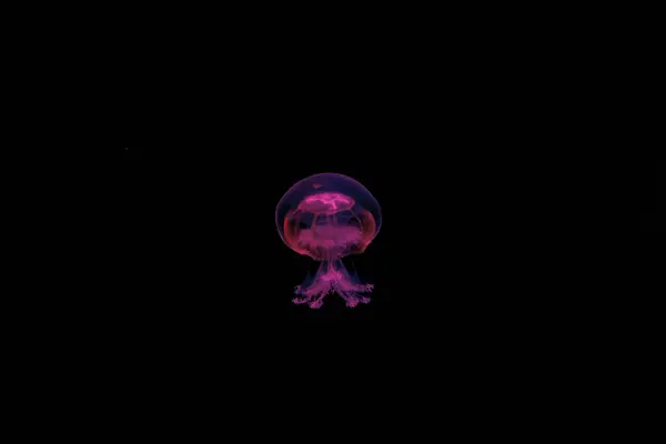 Fotografia Subaquática Uma Bela Medusa Canhão Stomolophus Meleagris Perto — Fotografia de Stock