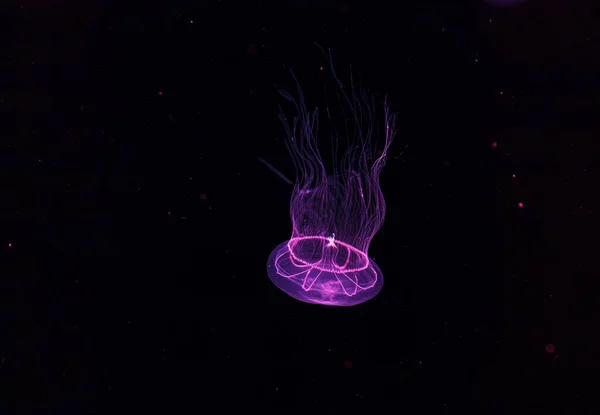 Підводна Фотографія Красивих Ефірних Лактоїдів Медуз Крупним Планом — стокове фото
