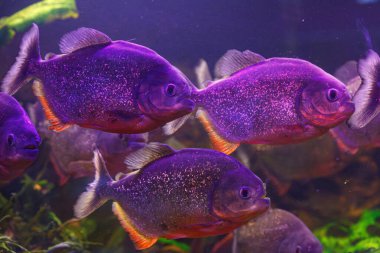 Balık Pygocentrus nattereri 'nin sualtı fotoğrafçılığı