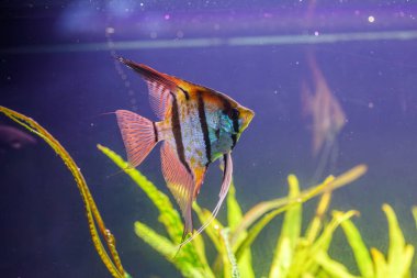 Barbus tetrazona balığının sualtı fotoğrafçılığı