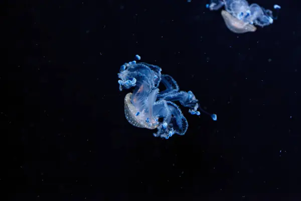 underwater shot of a beautiful Australian Spotted Jellyfish close up