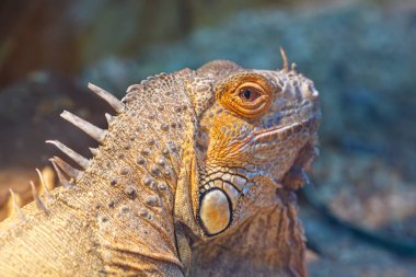 Güzel kertenkele iguana. Yaklaş.