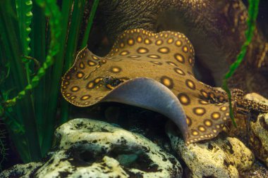 Balık Potamotrygon 'un yakın plan sualtı fotoğrafları.