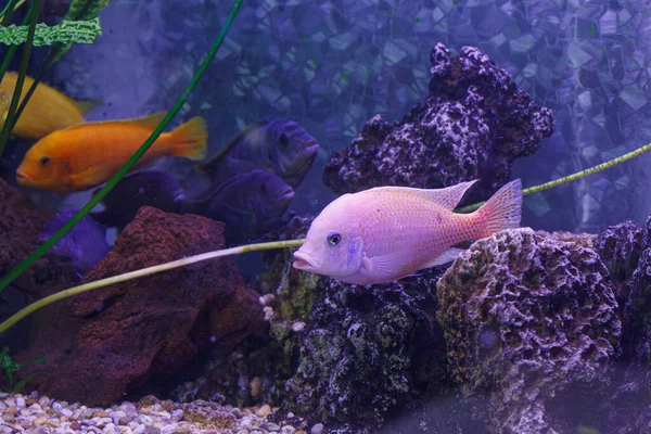 Underwater Photography Fish Protomelas Fenestratus Close — Stock Photo, Image