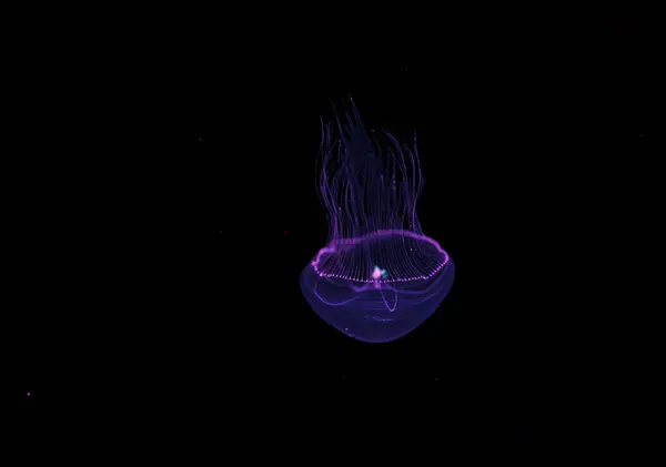 Underwater Photography Beautiful Eirene Lactoides Jellyfish Close — Stock Photo, Image