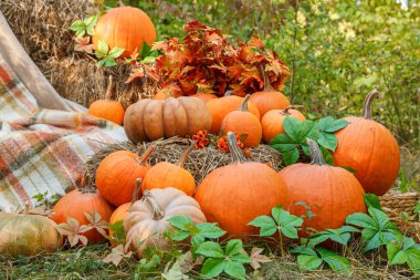 Balkabaklarıyla güzel bir sonbahar konumu, Cadılar Bayramı, yakın plan