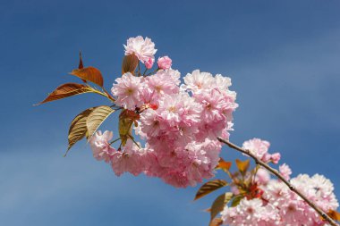 Sakura çiçeği, sakura dalları mavi gökyüzüne yakın çekim.
