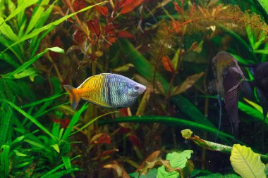 Barbus tito balığının sualtı fotoğrafçılığı