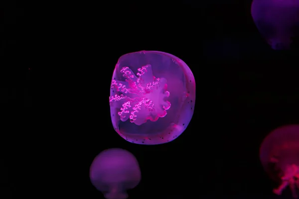 Underwater Shooting Beautiful Cannonball Jellyfish Close — Stock Photo, Image