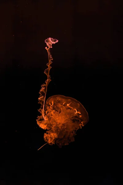 Güzel Mor Çizgili Denizanası Chrysaora Colorata Nın Sualtı Fotoğrafçılığı — Stok fotoğraf