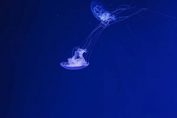 Υποβρύχια Γυρίσματα Της Όμορφης Amakusa Jellyfish Μικρό Sanderia Malayensis Κοντά — Φωτογραφία Αρχείου