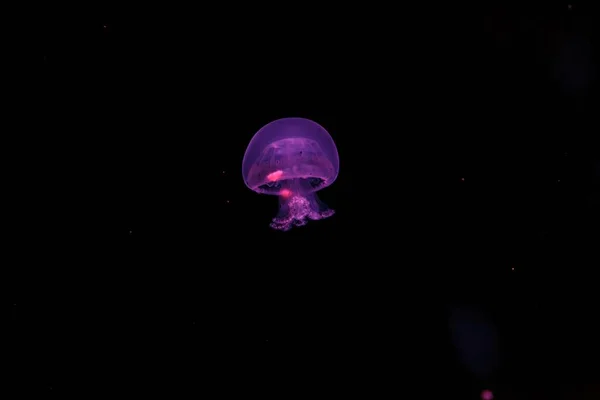 Fotografía Submarina Una Hermosa Medusa Cañón Stomolophus Meleagris Cerca —  Fotos de Stock