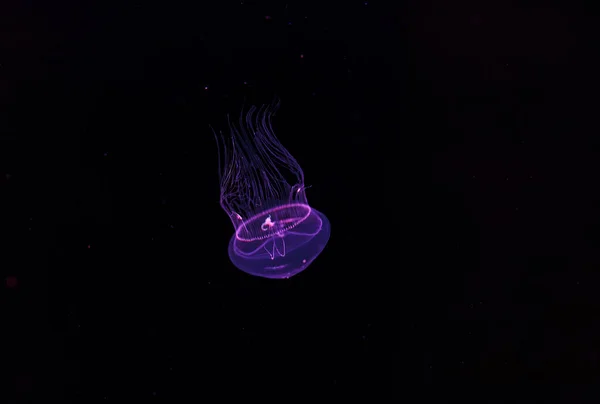 Υποβρύχιες Φωτογραφίες Από Όμορφες Μέδουσες Eirene Lactoides Κοντά — Φωτογραφία Αρχείου