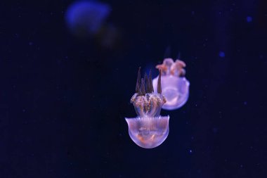 Güzel alev denizanası ropilema esculentum 'un sualtı fotoğrafçılığı