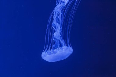 Güzel Chrysaora Quinquecirha 'nın sualtı çekimi. Yaklaş.