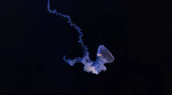 Fotografi Bawah Air Ubur Ubur Mediterranean Indah Cotylorhiza Tuberculata Close — Stok Foto