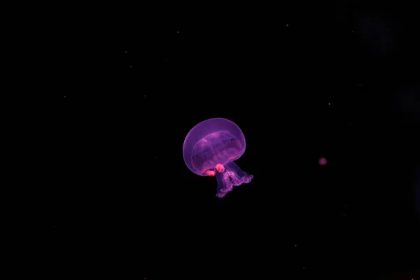 Çok Güzel Bir Top Güllesi Denizanası Stomolophus Meleagris Sualtı Fotoğrafı — Stok fotoğraf