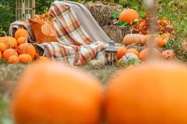 Balkabaklarıyla güzel bir sonbahar konumu, Cadılar Bayramı, yakın plan