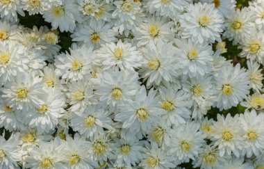 Güzel kasımpatı çalıları sarı, kırmızı, beyaz, pembe, kırmızı yakın plan