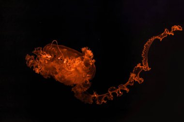 Güzel mor çizgili denizanası Chrysaora Colorata 'nın sualtı fotoğrafçılığı