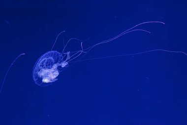 Güzel Amakusa Denizanası 'nın sualtı çekimi küçük (Sanderia Malayensis) yakın çekim