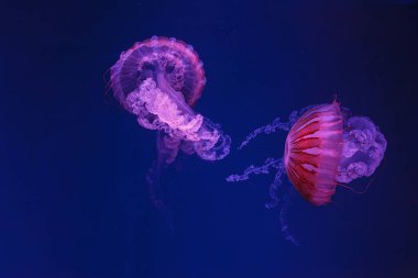 Denizanası Chrysaora Hysoscella 'nın sualtı çekimlerini yakından takip edin.