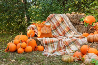 Balkabaklarıyla güzel bir sonbahar konumu, Cadılar Bayramı, yakın plan