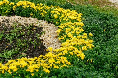 Güzel kasımpatı çalıları sarı, kırmızı, beyaz, pembe, kırmızı yakın plan