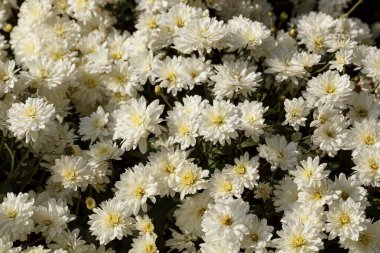 Güzel kasımpatı çalıları sarı, kırmızı, beyaz, pembe, kırmızı yakın plan