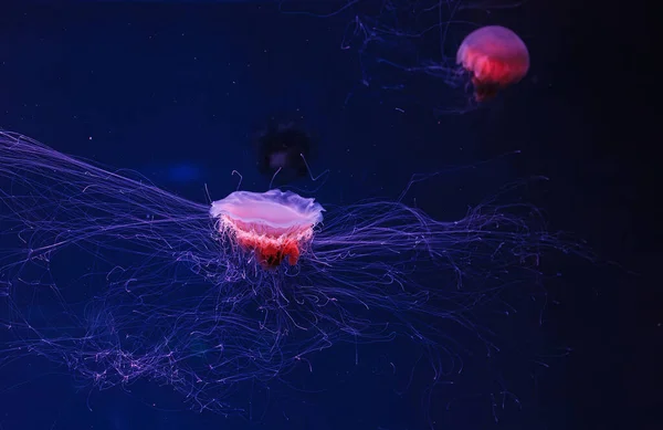 underwater photography of a beautiful lion\'s mane jellyfish cyanea capillata close up