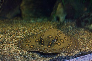 Balık Potamotrygon 'un yakın plan sualtı fotoğrafları.