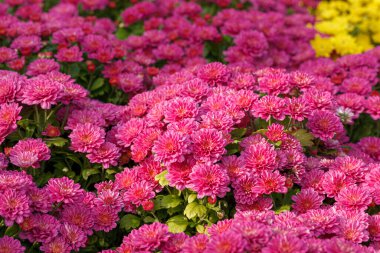 Güzel kasımpatı çalıları sarı, kırmızı, beyaz, pembe, kırmızı yakın plan