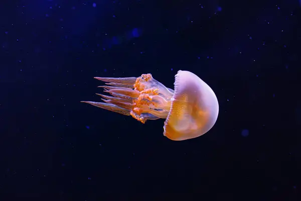 Подводная Фотография Красивой Огненной Медузы Rhopilema Esculentum Close Стоковое Фото