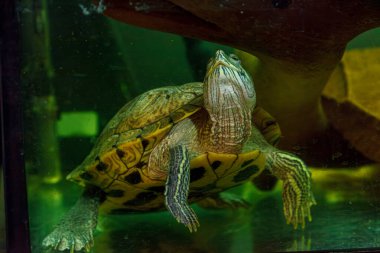 Trachemys 'in senaryosunun sualtı fotoğrafçılığı