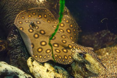 Balık Potamotrygon 'un yakın plan sualtı fotoğrafları.