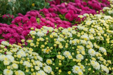 Güzel kasımpatı çalıları sarı, kırmızı, beyaz, pembe, kırmızı yakın plan