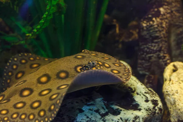 Balık Potamotrygon 'un yakın plan sualtı fotoğrafları.